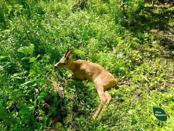 На Ківерцівщині самець козулі оговтується від «лицарського поєдинку» (фото)