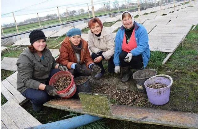 Ферма на піддонах: на Горохівщині сім'я вирощує равликів (фото)