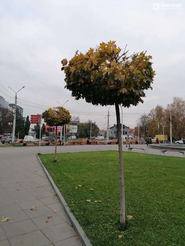 Осінь у  Луцьку (фото)