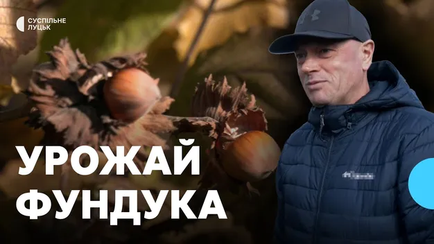 Волинянин отримав грант від держави і почав вирощувати фундук (відео)