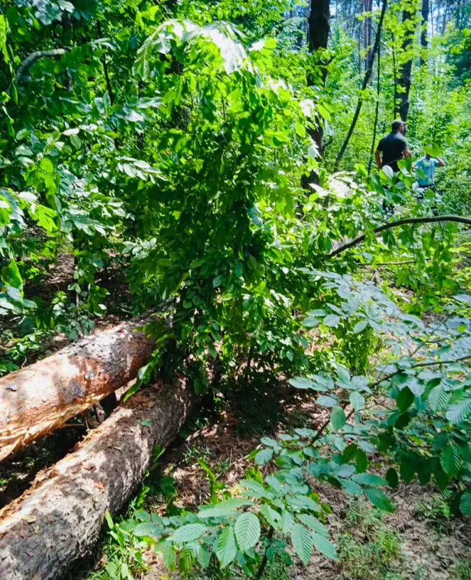 На Волині дерево під час падіння травмувало крадія лісу (фото)