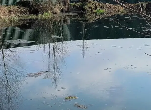 Вода зеленіє і плаває дохла риба: унікальні Оконські джерела зникли (відео)