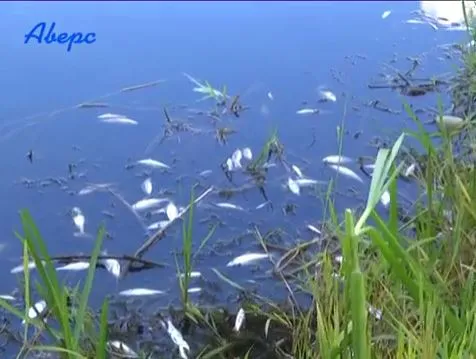 У луцькій Сапалаївці масово поздихала риба