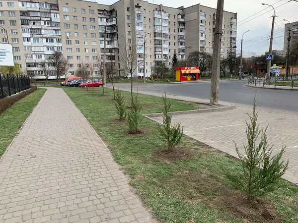 Луцький депутат Яручик із школярами та комунальниками озеленив мікрорайон ЛПЗ (фото)