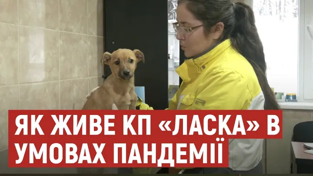Тварин забирають набагато менше: як луцька «Ласка» постраждала через пандемію