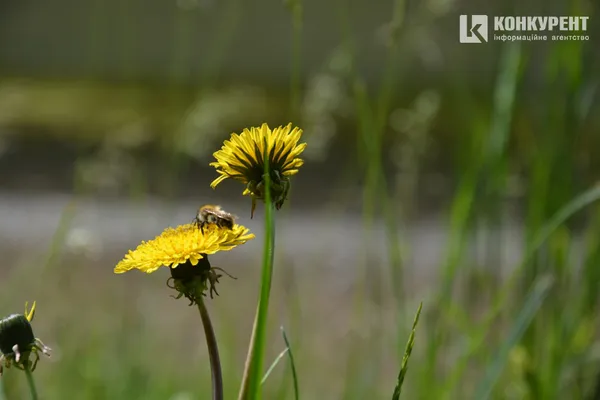Посуха: ставки “волинської Швейцарії” помітно обміліли (ФОТО, ВІДЕО)