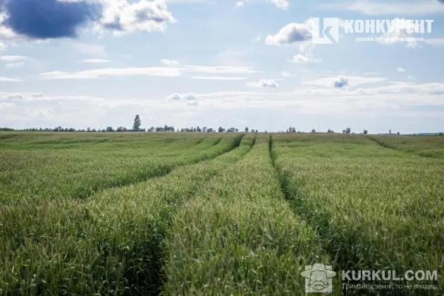 Волинські агрогосподарства діляться секретами вирощування жита 