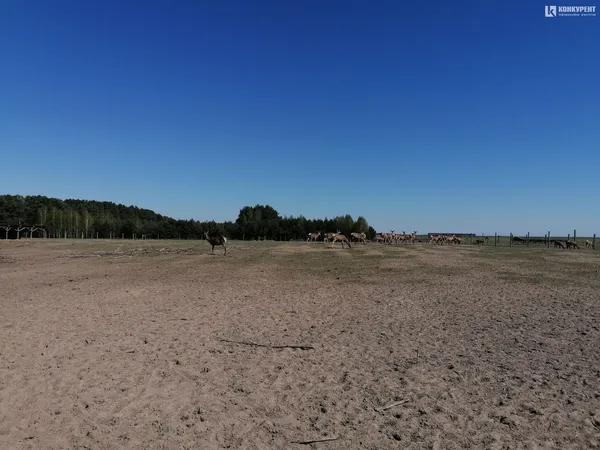 На оленячу ферму привезли дві сотні оленів з Балтійських країн (фото)