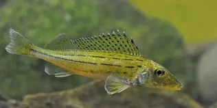 У річках Полісся водиться риба-ненажера, з якої варили смачнющу юшку (фото)