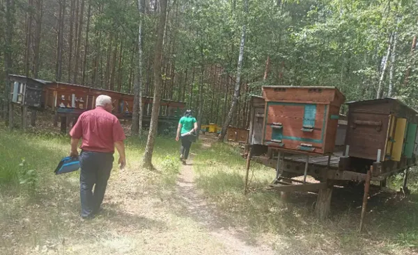 В селі на Волині – масова загибель бджіл: що сталося (фото)