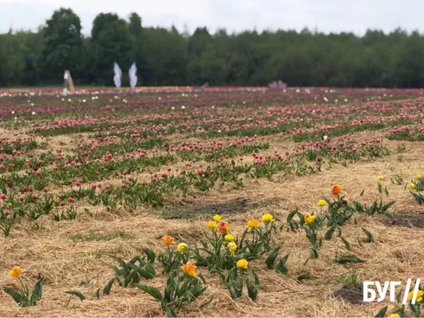 Тисячі квітів і нові фотозони: який має вигляд весняна казка у «Квітолісі» (фото)