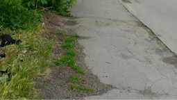 Закатовані цуценята з розірваними животами: лучани б'ють на сполох через звірства живодера на ЛПЗ (фото 18+)