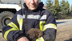 На Волині вогнеборці врятували двох їжачків (фото)