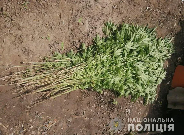 У Луцькому районі жінка на городі вирощувала коноплі (фото)