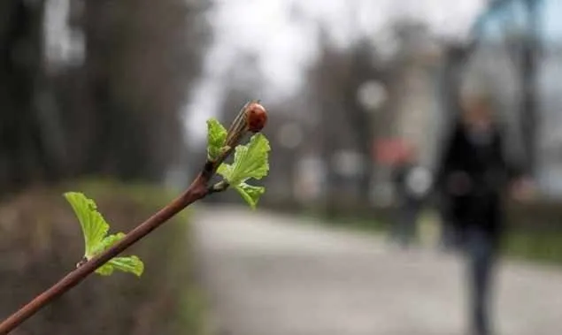 Похолодає: погода в Луцьку на середу, 10 квітня