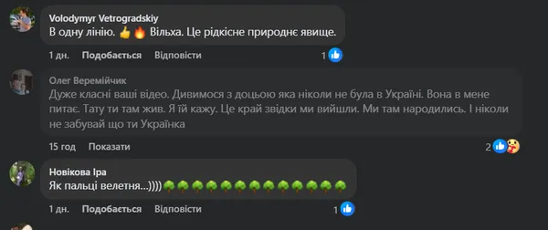 Як пальці велетня: у лісі на Маневиччині росте унікальне дерево з сімома стовбурами (відео)