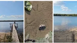 Серед лісу на Поліссі заховалося озеро з піщаним берегом, де журавлі готуються до відльоту (фото, відео)