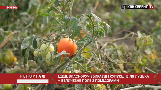 Продають дешево, збираєш власноруч: під Луцьком дозріла величезна плантація помідорів (відео)