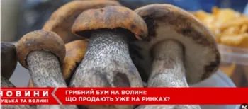 На ринку в Луцьку – грибний ажіотаж: які продають гриби і скільки коштує кілограм (відео)