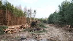 На Волині знищили молодий ліс через земельну колізію (фото)
