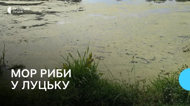 Екоінспектори обстежили ставок у Луцьку, в якому загинула риба (відео)