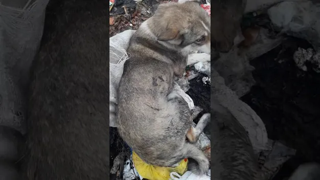 Запхали в мішок і били трубою: на Львівщині підлітки знущалися з собаки (фото, відео)