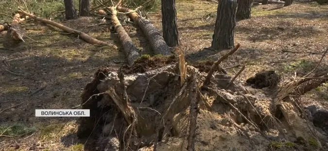 На Маневиччині буревій повалив  близько 150 гектарів лісу (відео)