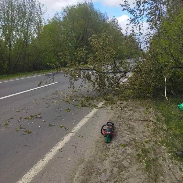 Буревій у Луцьку повалив дерево на припаркований автомобіль (фото, відео)
