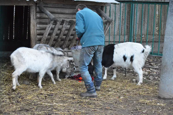 Як «Луцький зоопарк» готується до зими (фото)