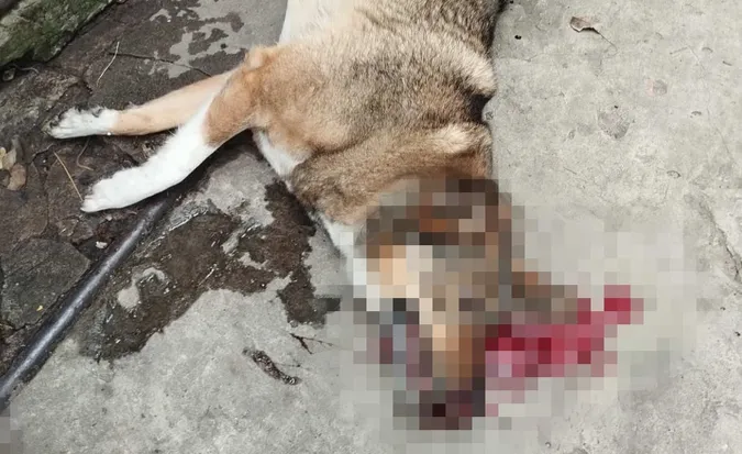 Під Луцьком чоловік розстріляв собаку (фото 18+)