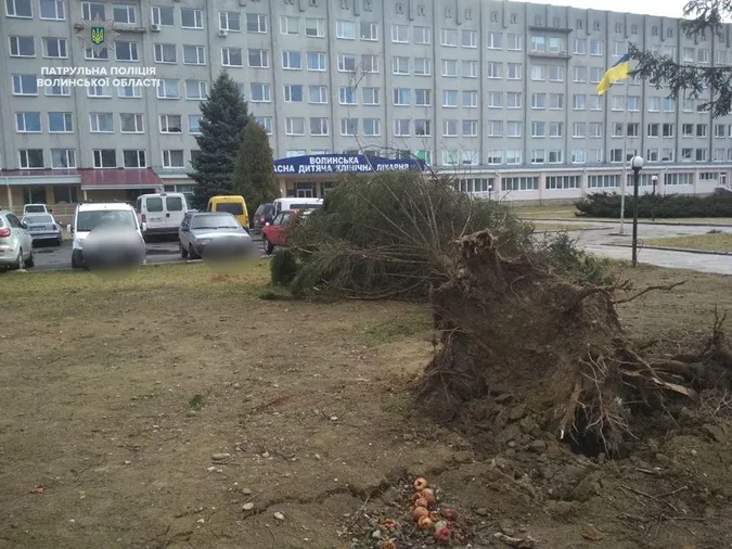 На трасі з Луцька до Рівного лежить багато повалених дерев (фото)