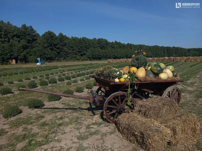 Розпочався фестиваль квітів «Осінь у Волинській Голландії» (фото)