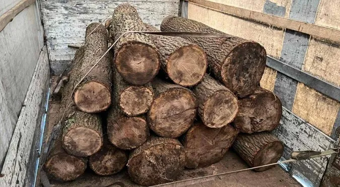 На 150 тисяч гривень: у вантажівці волинянина знайшли крадену деревину