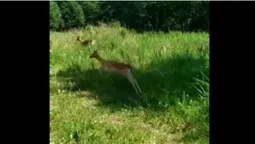 У Звірівському лісництві оселилися десять ланей (відео)