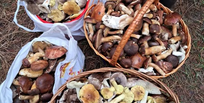 На Волині, попри морози, грибники збирають повні кошики «лісових дарунків» (фото)