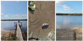 Серед лісу на Поліссі заховалося озеро з піщаним берегом, де журавлі готуються до відльоту (фото, відео)