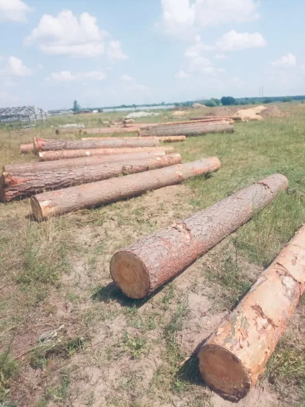 На Волині на приватній пилорамі знайшли незаконно зрізану деревину (фото)
