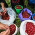 У білорусі заявили, що готові пропускати українців у свої ліси, що недалеко від Волині, по ягоди та гриби