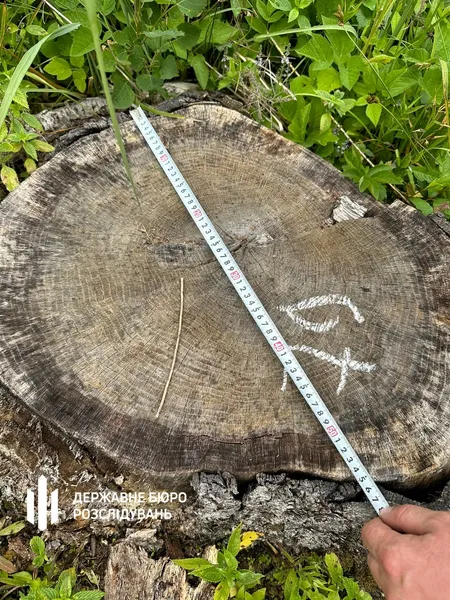 Посадовці лісової галузі Волині дозволили незаконні рубки на 21 млн грн – їх судитимуть
