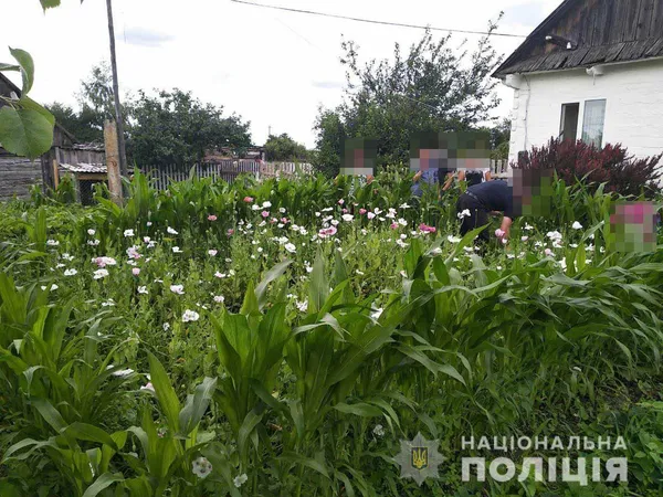 У волинянки на городі знайшли майже 800 рослин маку (фото)