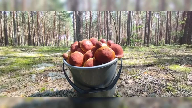Корисний для серця та захищає від раку: на Волині цілющий гриб захоплює ліси (відео)