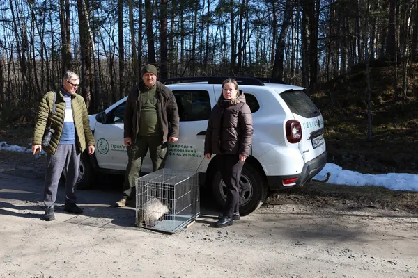 Перезимував у лісників: у нацпарку на Волині повернули до лісу борсука (фото)