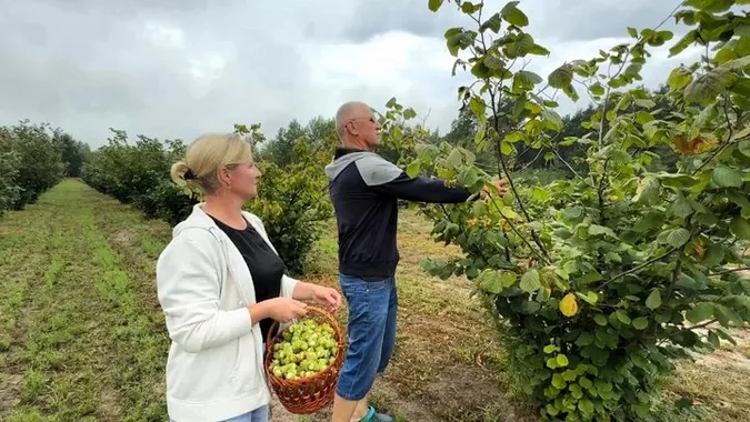 «Горіховий рай» на 65 сотках: подружжя з Волині 10 років вирощує фундук (фото, відео)