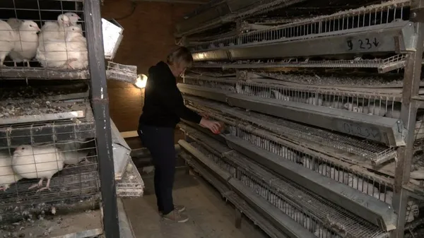 Частину продукції передає госпіталю у Луцьку: волинянка створила перепелину ферму (фото)