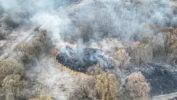 Гектари спалених територій: деталі страшної пожежі у Луцьку (фото)