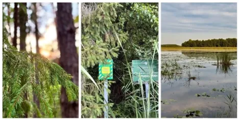 У лісах Полісся причаїлося диво природи – рідкісний острів ялинок (фото)