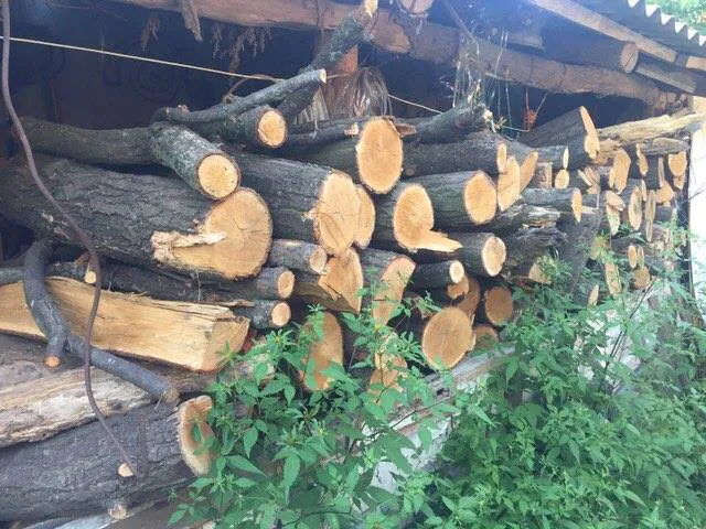 На Волині в закинутому ангарі знайшли 10 кубів незаконно зрізаного лісу (відео)