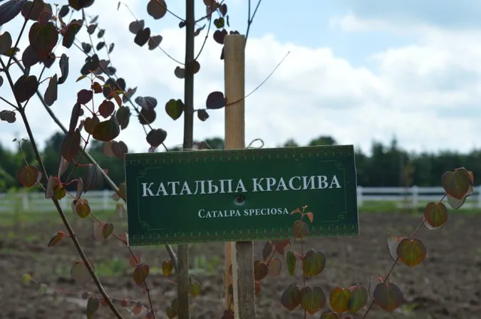 Лісівники Володимирщини створили дендропарк (фото, відео)