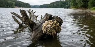 Ні рослина, ні гриб: в Хрінниках біля води знайшли  дивну істоту (фото)