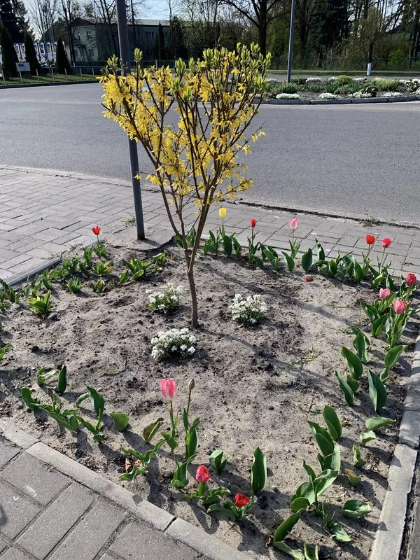 🌷Висадила тисячу тюльпанів: як квітникарка роками змінює Шацьк (фото)